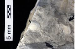 Foto (Detailansicht) von Cyclothyreus sp. (NHMW-GEO-1990-0041-0412)